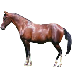 Galiceno Pony